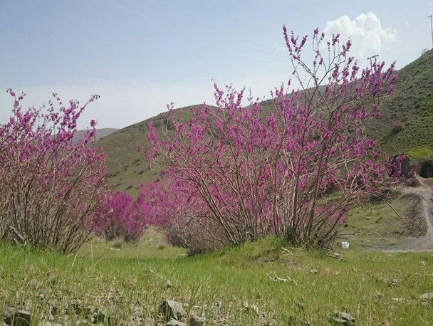 طبیعت بکر منطقه ییلاقی طرقبه