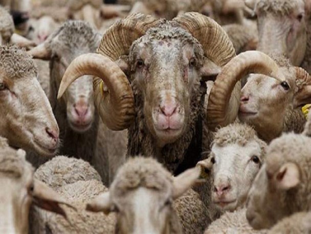 چهارمحال و بختیاری ظرفیت پرورش انواع دام سبک و سنگین را دارد/ زیرساخت؛ حلقه مفقوده گسترش صنعت پُردرآمد پرورش اسب در استان