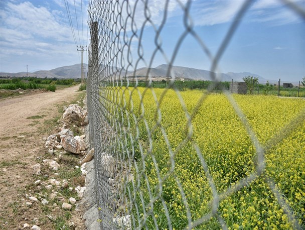 چشم نوازی مزارع کلزا در خراسان شمالی