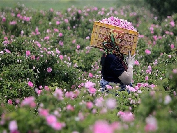 وقتی گل محمدی، علاوه بر زیبایی محل درآمد زایی اهالی منطقه می شود