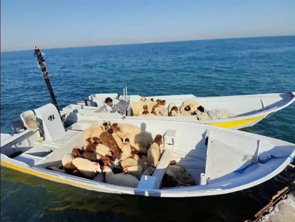 دندان تیز سودجویان برای قاچاق احشام زنده در جنوب کشور/ توقیف ۵ فروند قایق حامل دام قاچاق در خلیج فارس