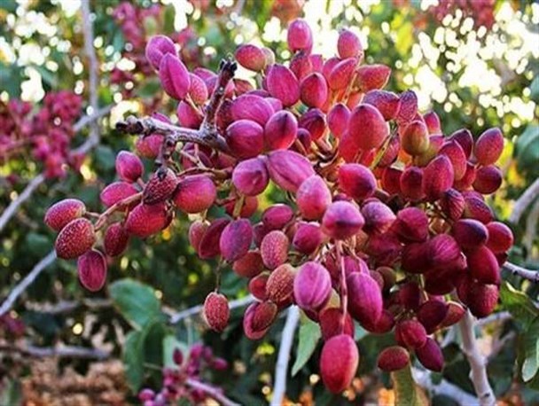 اولویت توسعه کشت باغات پسته در شهرستان ماهنشان/ ۸ هزار هکتار از حاشیه رودخانه قزل‌اوزن مستعد کشت درخت پسته است