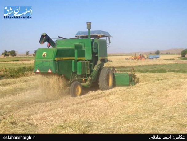 برداشت جودر مزارع جرقویه علیا آغاز شد