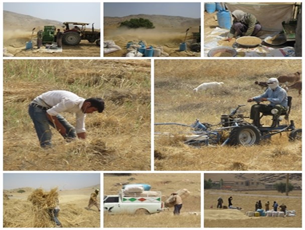 برداشت گندم و جو از مزارع لنده+تصاویر