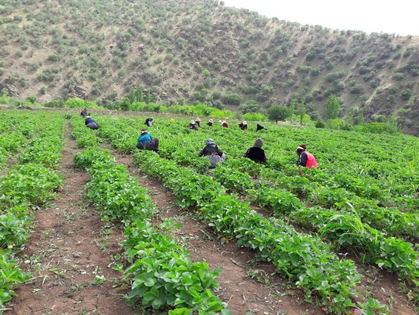 تصاویری از مزارع توت فرنگی شهرستان سروآباد و برداشت یاقوت های سرخ از این مزارع
