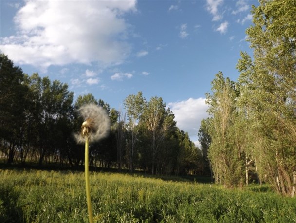 طبیعت روستای موسالو در شهرستان هریس + تصاویر