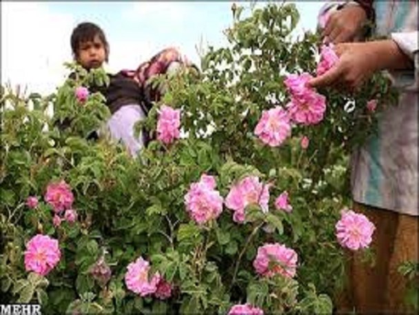 برداشت ۳۰ تن گل محمدی از گلستانهای شهرستان رفسنجان