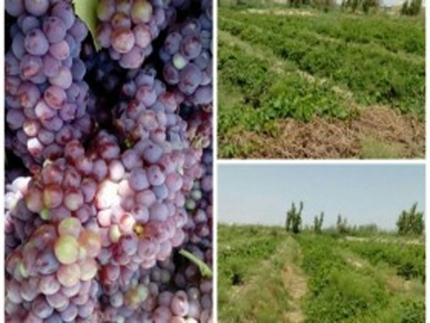 اختصاص ۹۰ هکتار از اراضی شهرستان نیمروز به انگور یاقوتی