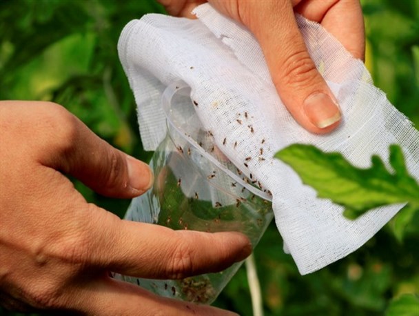 رها سازی زنبور براکون در سطح 2 هزار هکتار از مزارع نخود شهرستان روانسر