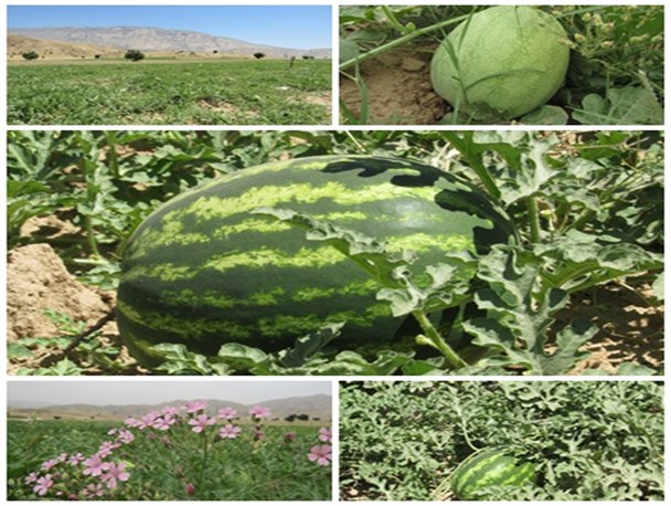 کشت هندوانه در دشت آبلش لنده برای اولین بار+ تصاویر