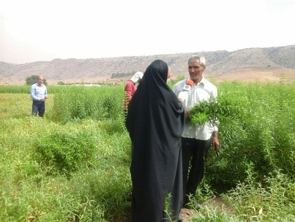 تجلی اقتصاد مقاومتی با تولید و کشت گیاهان دارویی/نبود تعاونی برای خرید گیاهان دارویی مهمترین مشکل این کارآفرین است+تصاویر