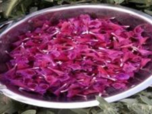 آغاز برداشت گیاهان دارویی در کمیجان+عکس