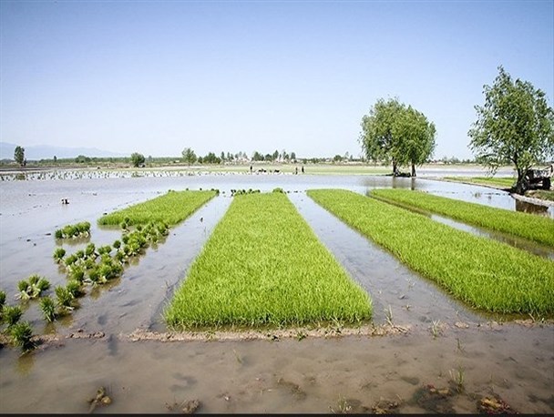 نشا برنج در بیش از 5800 هکتار از شالیزارهای میاندورود/ کشاورزان زمین‌ها را بیمه کنند