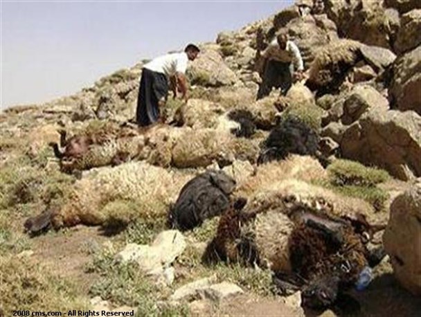 حمله گرگ های گرسنه به گله گوسفندان در مهاباد