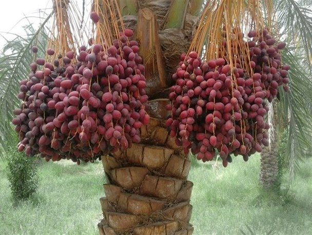 پیش‌بینی برداشت ۱۸هزار تن محصول خرما از نخلستان‌های ‌مهرستان