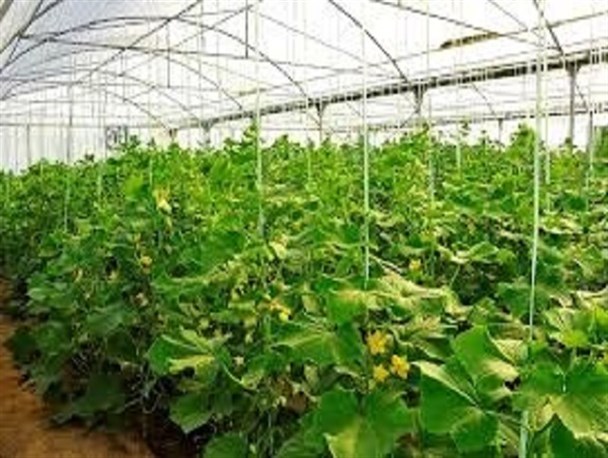 توسعه کشت گلخانه ای یک انتخاب نیست بلکه یک ضرورت است/کشت های گلخانه ای در زنجان توسعه می یابد