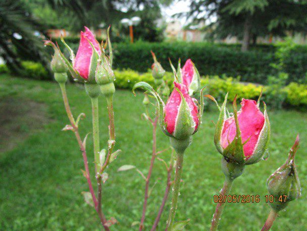 گزارش تصویری از فضاسازی پارک لاله‌های انقلاب گالیکش