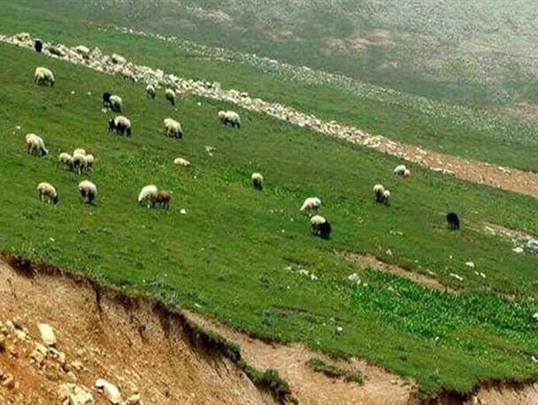 ۶۰۰ هزار رأس دام در کرمانشاه علیه تب برفکی مایه‌کوبی می‌شود