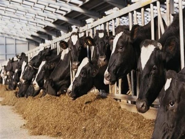 دامداران پیگیر لغو آزادسازی نرخ سبوس و تامین نهاده های دامی هستند