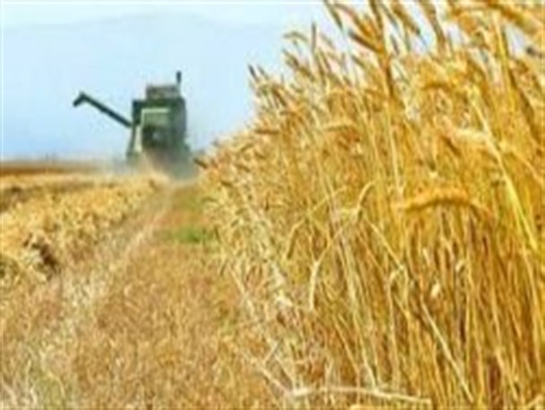خرید 14 هزار و 306 تن گندم/ 4 میلیارد تومان از مطالبات گندم کاران هنوز پرداخت نشده است