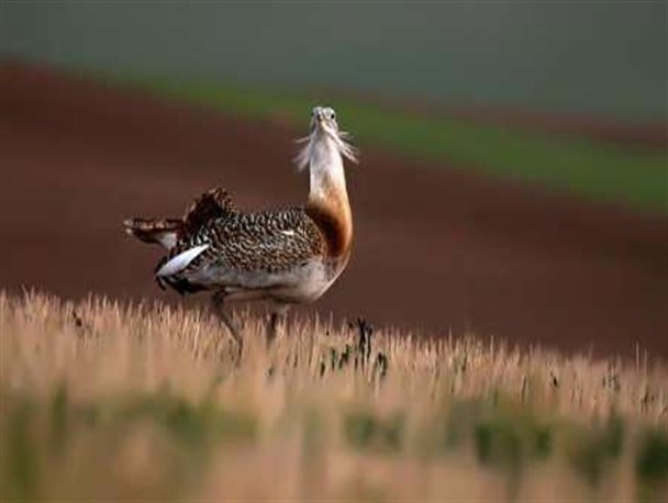 "میش مرغ" پرنده نادر همدان، نماد فدراسیون بدمینتون شد