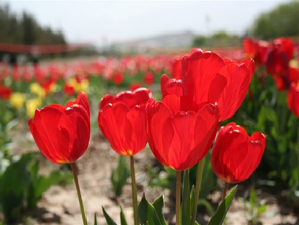 شهدای همدان در عملیات مرصاد را بشناسیم