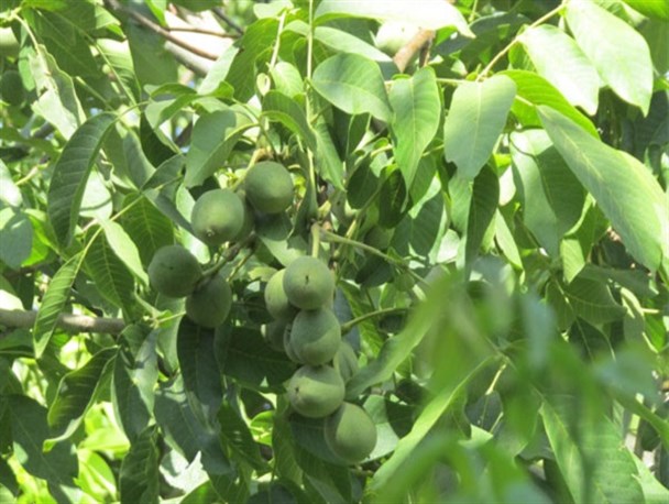 جشنواره گردو و مبل و منبت در تویسرکان برگزار می شود