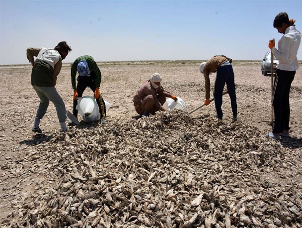 مرگ هزاران ماهی در سیستان؛ واقعیت اما بزرگنمایی
