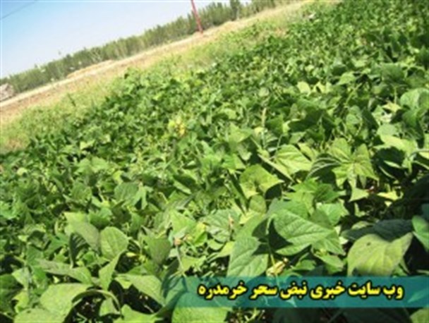 مشکلات کشاورزان خرمده ای در خصوص کشت لوبیا سبز+تصاویر