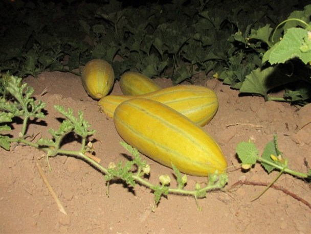 خاک حاصلخیز ساوه پرورشگاه میوه های تابستانی