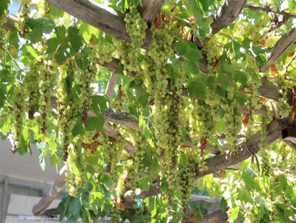 محصول بی نظیر انگور در حیاط کوچک خانه حاج ابراهیم+تصاویر