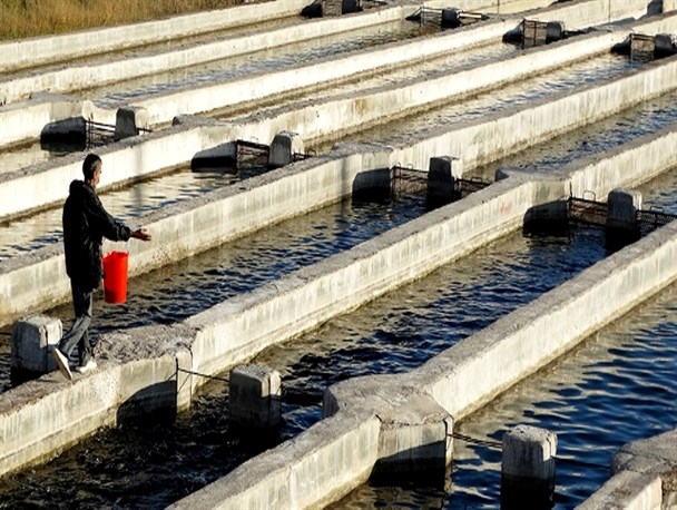 سرمایه گذاری 6 میلیارد تومانی در بخش زراعت و دامداری