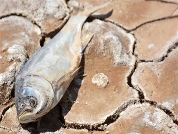 هامون بیمار بی طبیب/از تکذیب بزرگترین فاجعه زیست محیطی جنوب شرق ایران تا شعار های همیشگی دولت