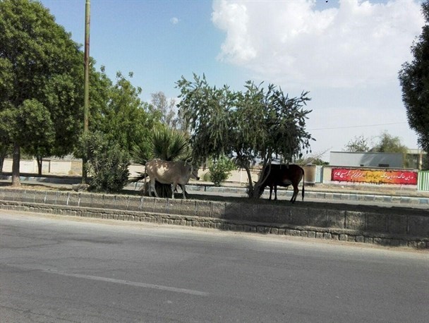 فضای سبز شهر، دستگاه تنفس شهر است