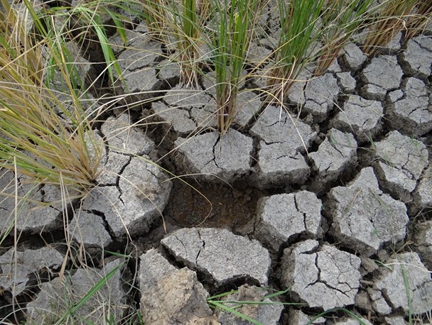 معجزه ی برنج هسته ای در گیلان را ببینید + تصاویر