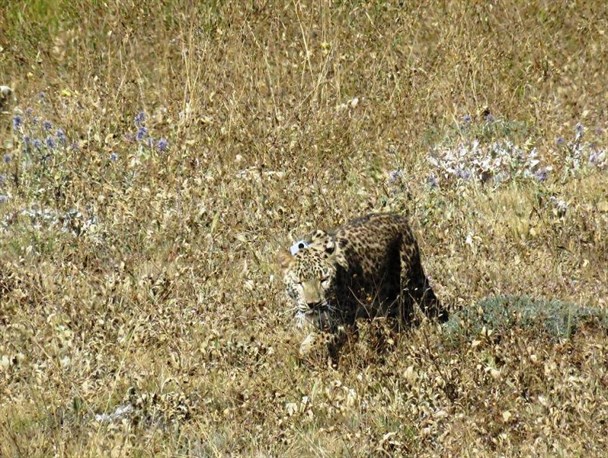 حال «هیرکان»؛ ماده پلنگ رهاشده در پارک ملی گلستان خوب است+عکس