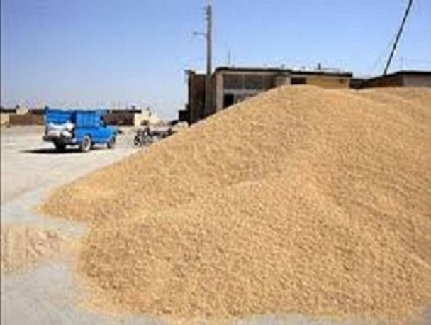 گندم کیلویی ۱۳۰۰ تومان از کشاورزان زابل خریداری می شود