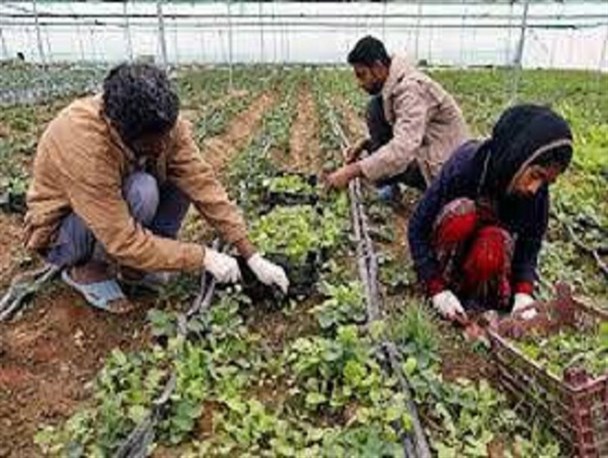 ایجاد بیش از یک هزار فرصت جدید شغلی در حوزه کشاورزی سبزوار