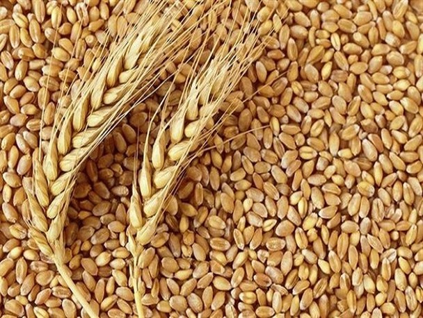۸۵۰۰ تن گندم در بروجرد خریداری شد