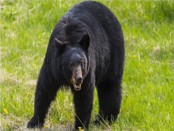 ورود خرس به یک مدرسه در رودان