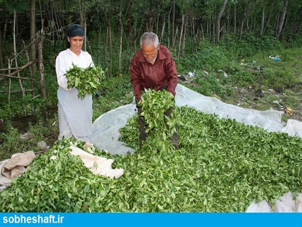 مطالبات چایکاران به طور کامل توسط دولت پرداخت شد