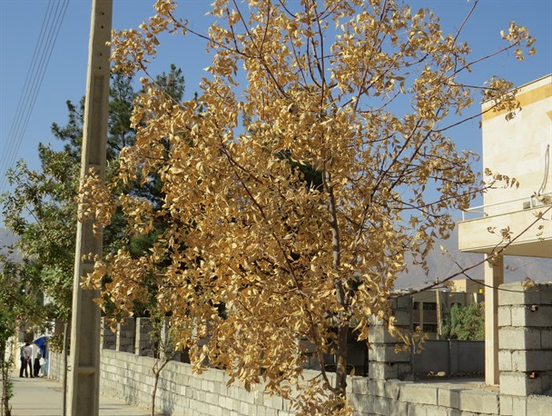 خشک شدن درختان در جلوی چشمان شهرداری لومار