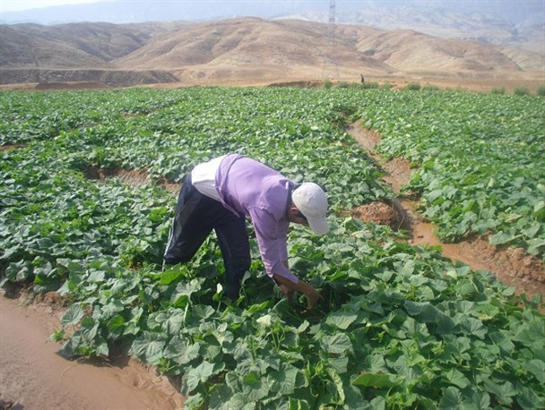 برداشت خیار پاییزه در سیروان آغاز شد