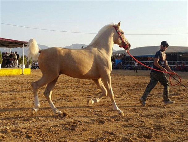 جشنواره اسبان ایران زمین در کوار+تصاویر