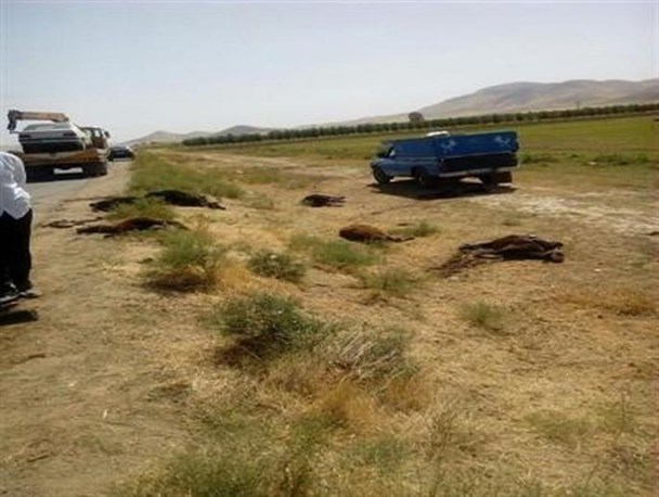 تلف و زخمی شدن 30 رأس گوسفند براثر برخورد با پژو در بوکان