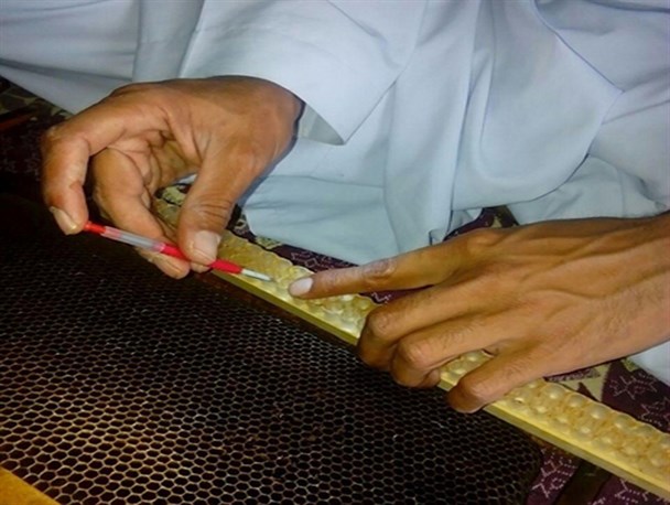 اکسیر جوانی در دستان کار آفرین سیستانی/ گفتگو با تنها تولید کننده ژل رویال در جنوب شرق کشور+تصاویر
