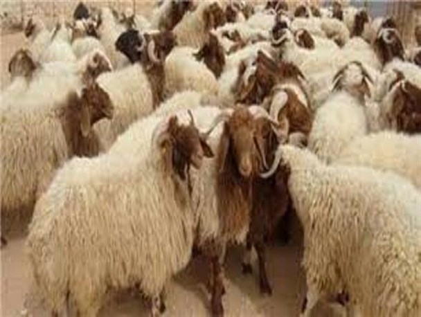 هرمزگان مبادی مهم صادرات دام زنده در کشور است