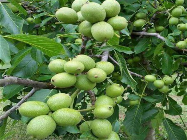 طرح سرشاخه کاری و ایجاد نهالستان گردو زمینه ساز تولید محصول صادراتی است/ضرورت حمایت دولت از بخش خصوصی برای صنایع بسته بندی مغذی