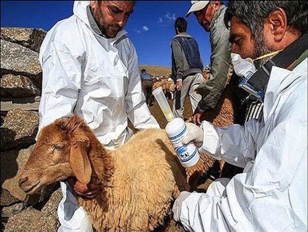 سمپاشی ۱۰۰۰ واحد دامداری، تب کریمه کنگو را از دام های البرز دور کرد