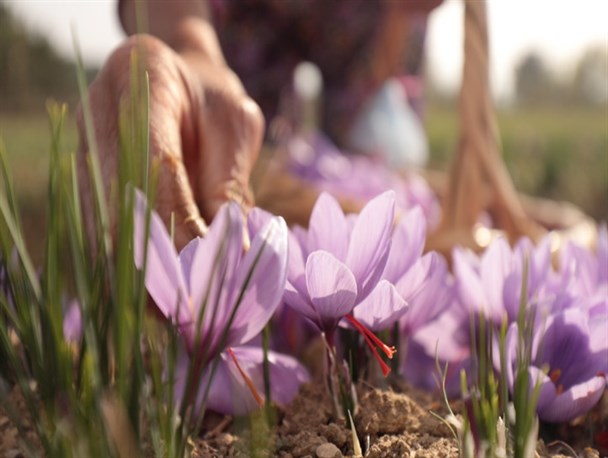 کم‌توجهی‌ پایان درخشش طلای سرخ در قطب تولید زعفران دنیا را به دنبال دارد/ زعفران خراسان در یک قدمی نابودی